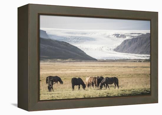 Icelandic Horses with a Glacier Running Down from the Vatnajokull Ice Cap Behind, Polar Regions-Matthew Williams-Ellis-Framed Premier Image Canvas