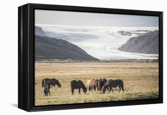 Icelandic Horses with a Glacier Running Down from the Vatnajokull Ice Cap Behind, Polar Regions-Matthew Williams-Ellis-Framed Premier Image Canvas