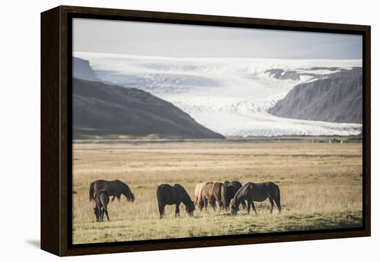 Icelandic Horses with a Glacier Running Down from the Vatnajokull Ice Cap Behind, Polar Regions-Matthew Williams-Ellis-Framed Premier Image Canvas