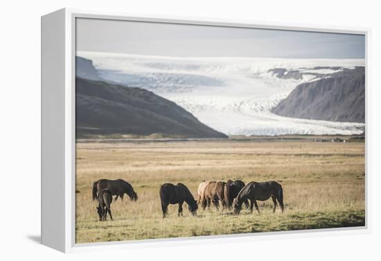 Icelandic Horses with a Glacier Running Down from the Vatnajokull Ice Cap Behind, Polar Regions-Matthew Williams-Ellis-Framed Premier Image Canvas