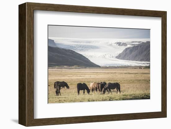 Icelandic Horses with a Glacier Running Down from the Vatnajokull Ice Cap Behind, Polar Regions-Matthew Williams-Ellis-Framed Photographic Print