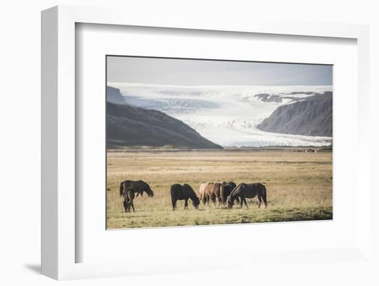 Icelandic Horses with a Glacier Running Down from the Vatnajokull Ice Cap Behind, Polar Regions-Matthew Williams-Ellis-Framed Photographic Print