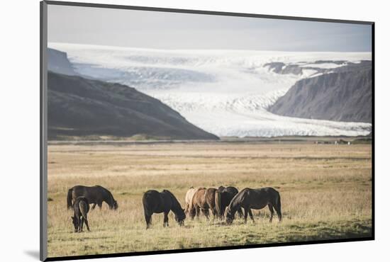 Icelandic Horses with a Glacier Running Down from the Vatnajokull Ice Cap Behind, Polar Regions-Matthew Williams-Ellis-Mounted Photographic Print