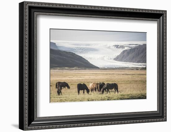 Icelandic Horses with a Glacier Running Down from the Vatnajokull Ice Cap Behind, Polar Regions-Matthew Williams-Ellis-Framed Photographic Print