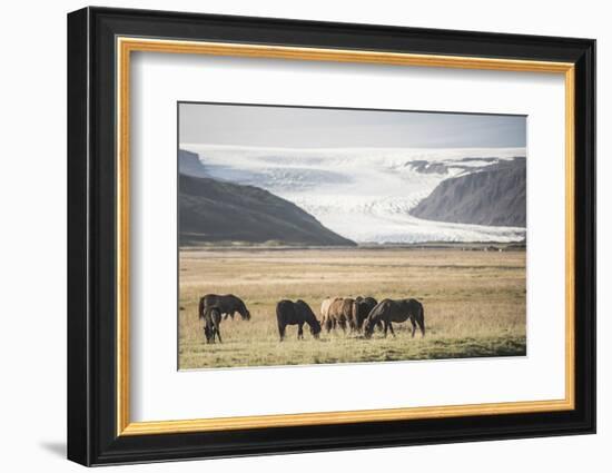 Icelandic Horses with a Glacier Running Down from the Vatnajokull Ice Cap Behind, Polar Regions-Matthew Williams-Ellis-Framed Photographic Print