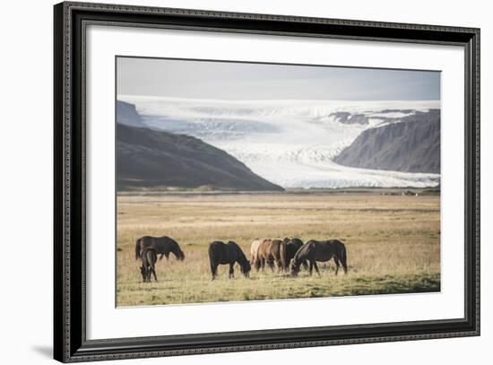 Icelandic Horses with a Glacier Running Down from the Vatnajokull Ice Cap Behind, Polar Regions-Matthew Williams-Ellis-Framed Photographic Print