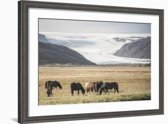 Icelandic Horses with a Glacier Running Down from the Vatnajokull Ice Cap Behind, Polar Regions-Matthew Williams-Ellis-Framed Photographic Print