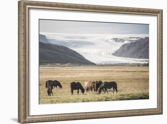 Icelandic Horses with a Glacier Running Down from the Vatnajokull Ice Cap Behind, Polar Regions-Matthew Williams-Ellis-Framed Photographic Print