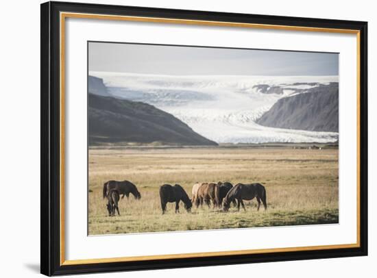 Icelandic Horses with a Glacier Running Down from the Vatnajokull Ice Cap Behind, Polar Regions-Matthew Williams-Ellis-Framed Photographic Print