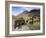 Icelandic Horses With Volcanic Mountains in the Distance, South Iceland, Iceland, Polar Regions-Lee Frost-Framed Photographic Print