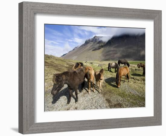 Icelandic Horses With Volcanic Mountains in the Distance, South Iceland, Iceland, Polar Regions-Lee Frost-Framed Photographic Print