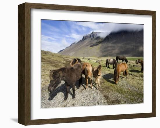 Icelandic Horses With Volcanic Mountains in the Distance, South Iceland, Iceland, Polar Regions-Lee Frost-Framed Photographic Print