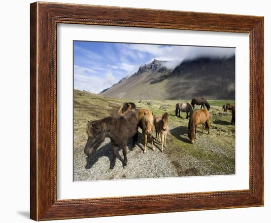 Icelandic Horses With Volcanic Mountains in the Distance, South Iceland, Iceland, Polar Regions-Lee Frost-Framed Photographic Print