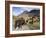 Icelandic Horses With Volcanic Mountains in the Distance, South Iceland, Iceland, Polar Regions-Lee Frost-Framed Photographic Print