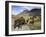 Icelandic Horses With Volcanic Mountains in the Distance, South Iceland, Iceland, Polar Regions-Lee Frost-Framed Photographic Print