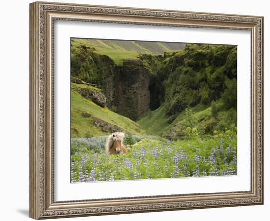 Icelandic Horses XI-PHBurchett-Framed Photographic Print