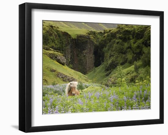 Icelandic Horses XI-PHBurchett-Framed Photographic Print