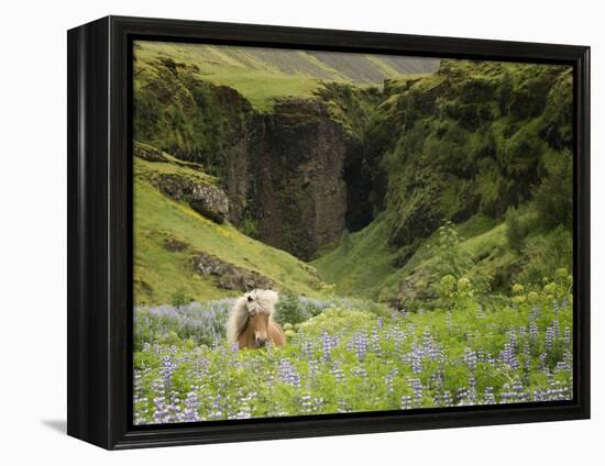 Icelandic Horses XI-PHBurchett-Framed Premier Image Canvas