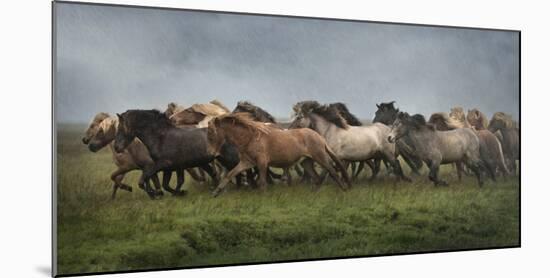 Icelandic Horses XIII-PHBurchett-Mounted Photographic Print