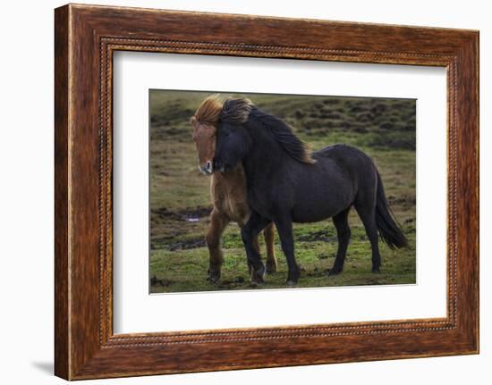 Icelandic Horses-Art Wolfe-Framed Photographic Print