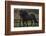 Icelandic Horses-Art Wolfe-Framed Photographic Print