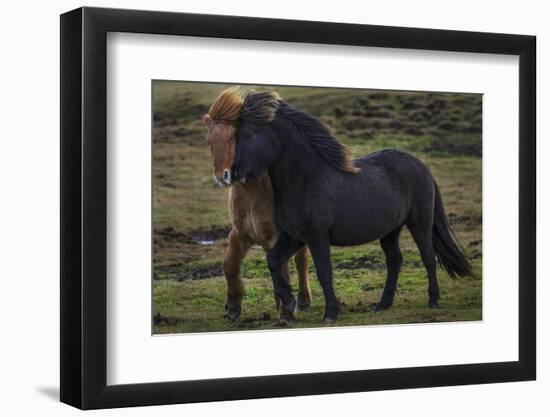 Icelandic Horses-Art Wolfe-Framed Photographic Print
