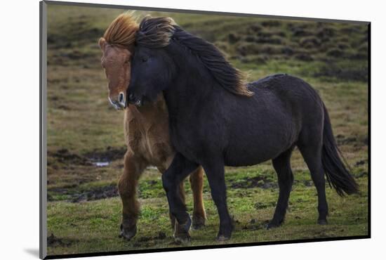 Icelandic Horses-Art Wolfe-Mounted Photographic Print