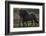 Icelandic Horses-Art Wolfe-Framed Photographic Print