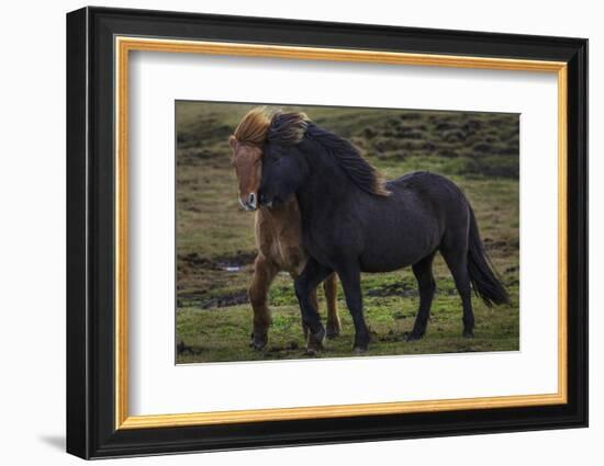 Icelandic Horses-Art Wolfe-Framed Photographic Print