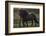 Icelandic Horses-Art Wolfe-Framed Photographic Print