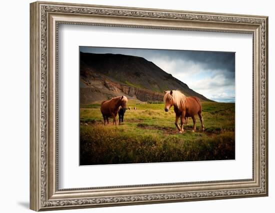 Icelandic horses-Philippe Sainte-Laudy-Framed Photographic Print