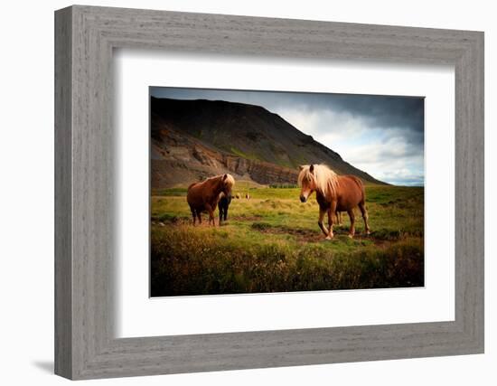 Icelandic horses-Philippe Sainte-Laudy-Framed Photographic Print
