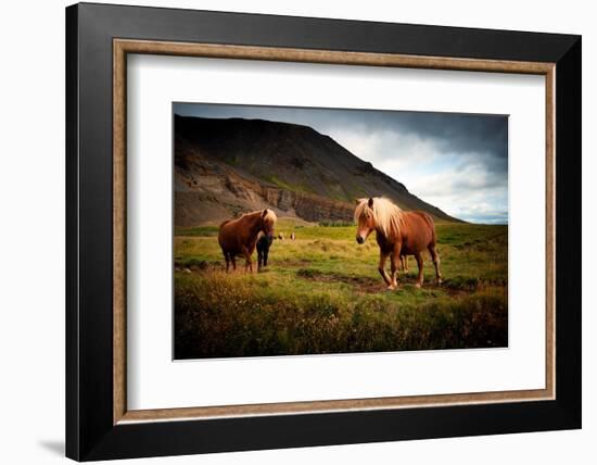 Icelandic horses-Philippe Sainte-Laudy-Framed Photographic Print