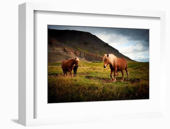 Icelandic horses-Philippe Sainte-Laudy-Framed Photographic Print