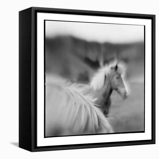 Icelandic Ponies, Iceland-Paul Souders-Framed Premier Image Canvas