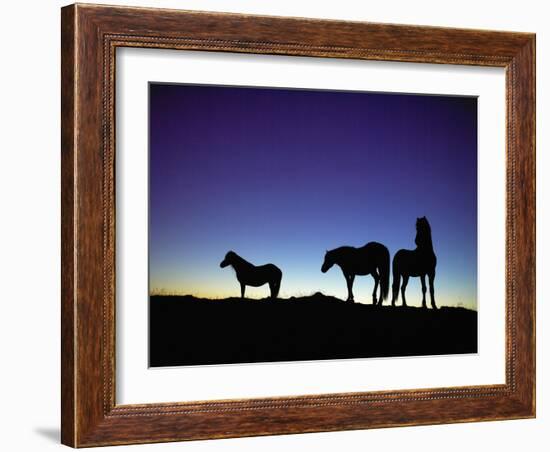 Icelandic Ponies Silhouetted against the Evening Sky-Arctic-Images-Framed Photographic Print