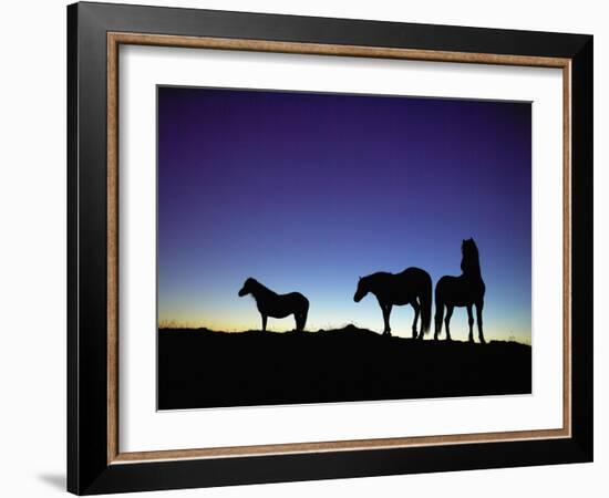 Icelandic Ponies Silhouetted against the Evening Sky-Arctic-Images-Framed Photographic Print