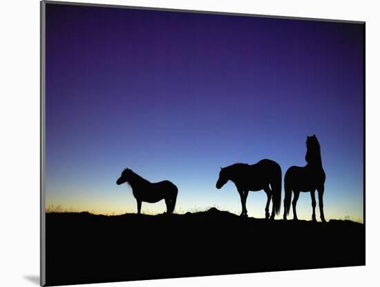 Icelandic Ponies Silhouetted against the Evening Sky-Arctic-Images-Mounted Photographic Print