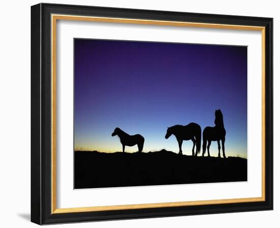 Icelandic Ponies Silhouetted against the Evening Sky-Arctic-Images-Framed Photographic Print