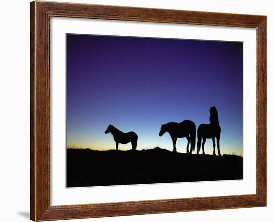 Icelandic Ponies Silhouetted against the Evening Sky-Arctic-Images-Framed Photographic Print