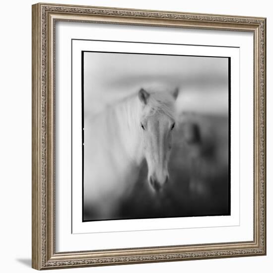 Icelandic Pony, Iceland-null-Framed Photographic Print