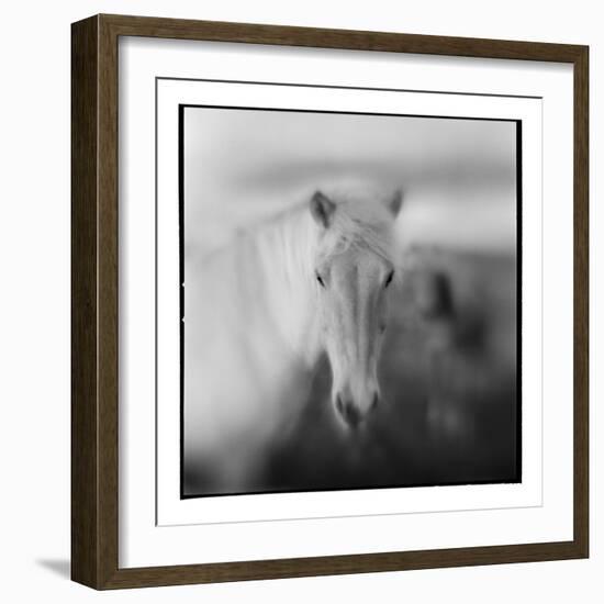 Icelandic Pony, Iceland-null-Framed Photographic Print