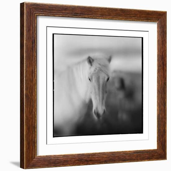 Icelandic Pony, Iceland-null-Framed Photographic Print