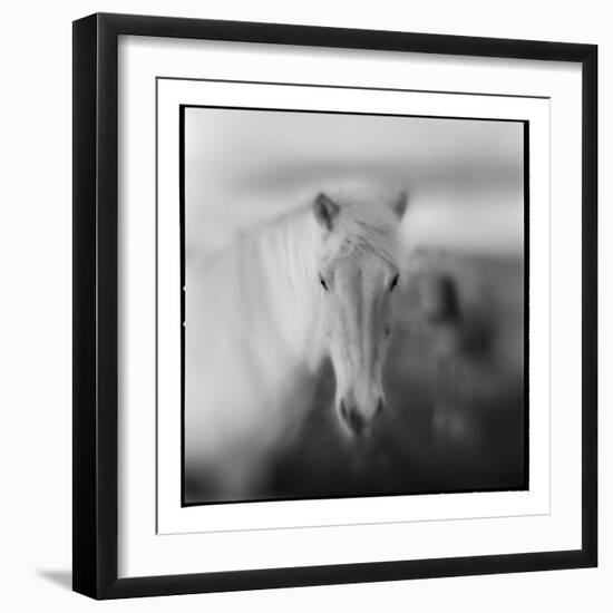 Icelandic Pony, Iceland-null-Framed Photographic Print
