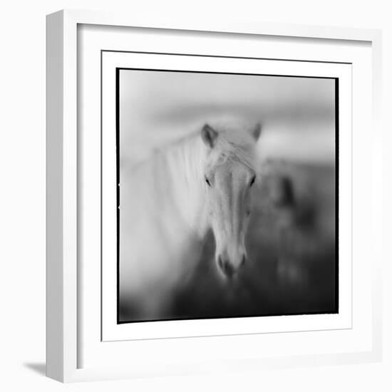 Icelandic Pony, Iceland-null-Framed Photographic Print