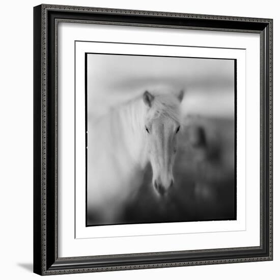 Icelandic Pony, Iceland-null-Framed Photographic Print