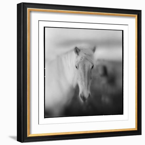 Icelandic Pony, Iceland-null-Framed Photographic Print