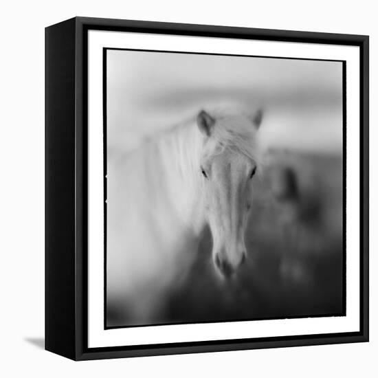 Icelandic Pony, Iceland-null-Framed Premier Image Canvas