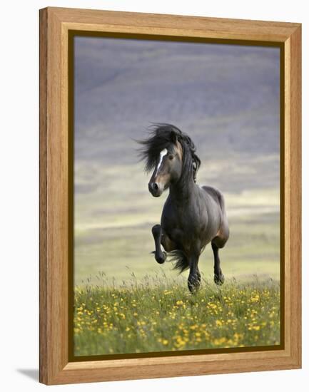 Icelandic Pony-Arctic-Images-Framed Premier Image Canvas