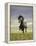 Icelandic Pony-Arctic-Images-Framed Premier Image Canvas